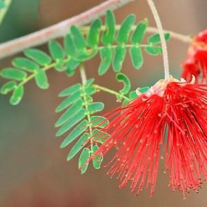 Calliandra californica, Baja Fairy Duster, Red Fairy Duster, Flame Bush, Red Flowers, Drought tolerant flowers, Drought tolerant shrubs